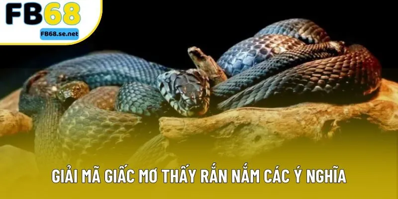 Giải mã giấc mơ thấy rắn nắm các ý nghĩa