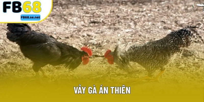 Vảy Gà Án Thiên – Tìm Hiểu Cách Nhận Diện Chiến Kê Bất Bại