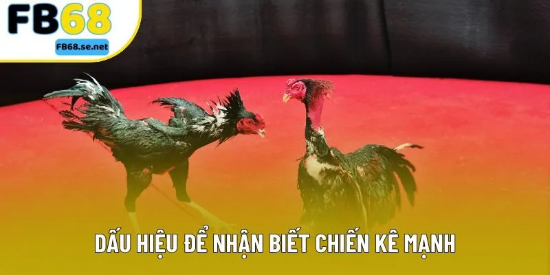 Dấu hiệu để nhận biết chiến kê mạnh